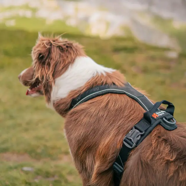 Hundesele 4 Non-stop Line Harness Grip 4 