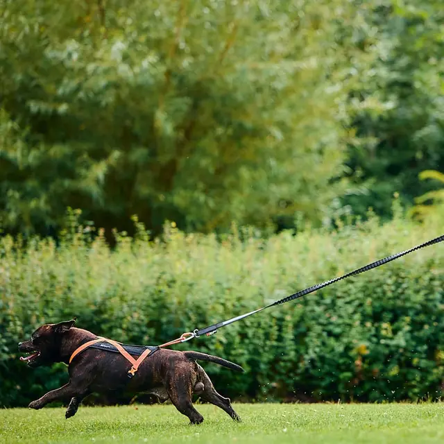 Hundesele 4 Non-stop Line Harness Grip 4 