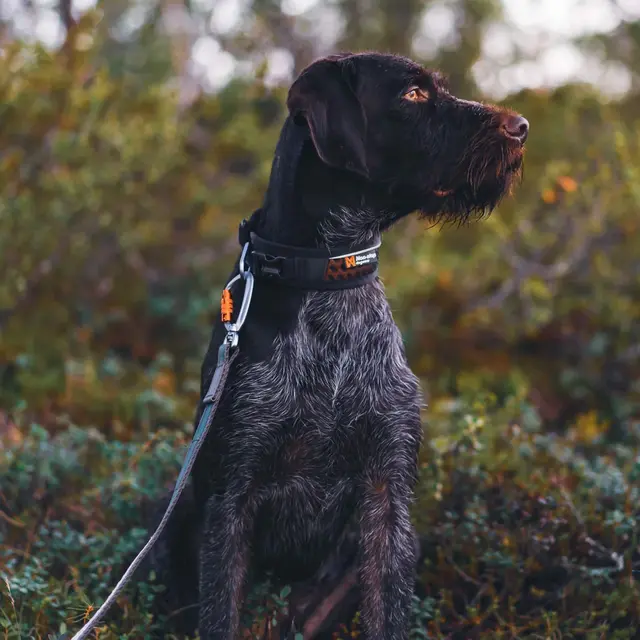 Halsbånd til hund L Non-stop Rock Adjustable Collar L 