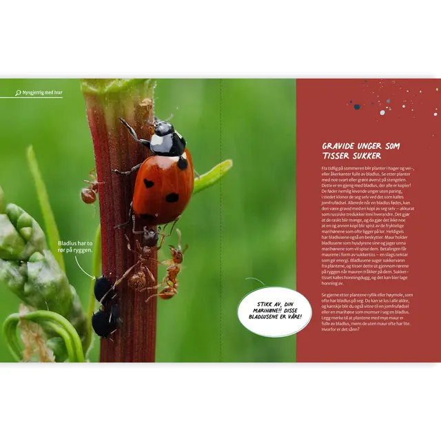 Oppskrift på God tur Pullman Oppskrift på God tur 